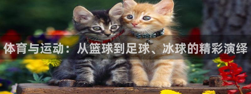 菲律宾ug环球官网：体育与运动：从篮球到足球、冰球的精彩演绎